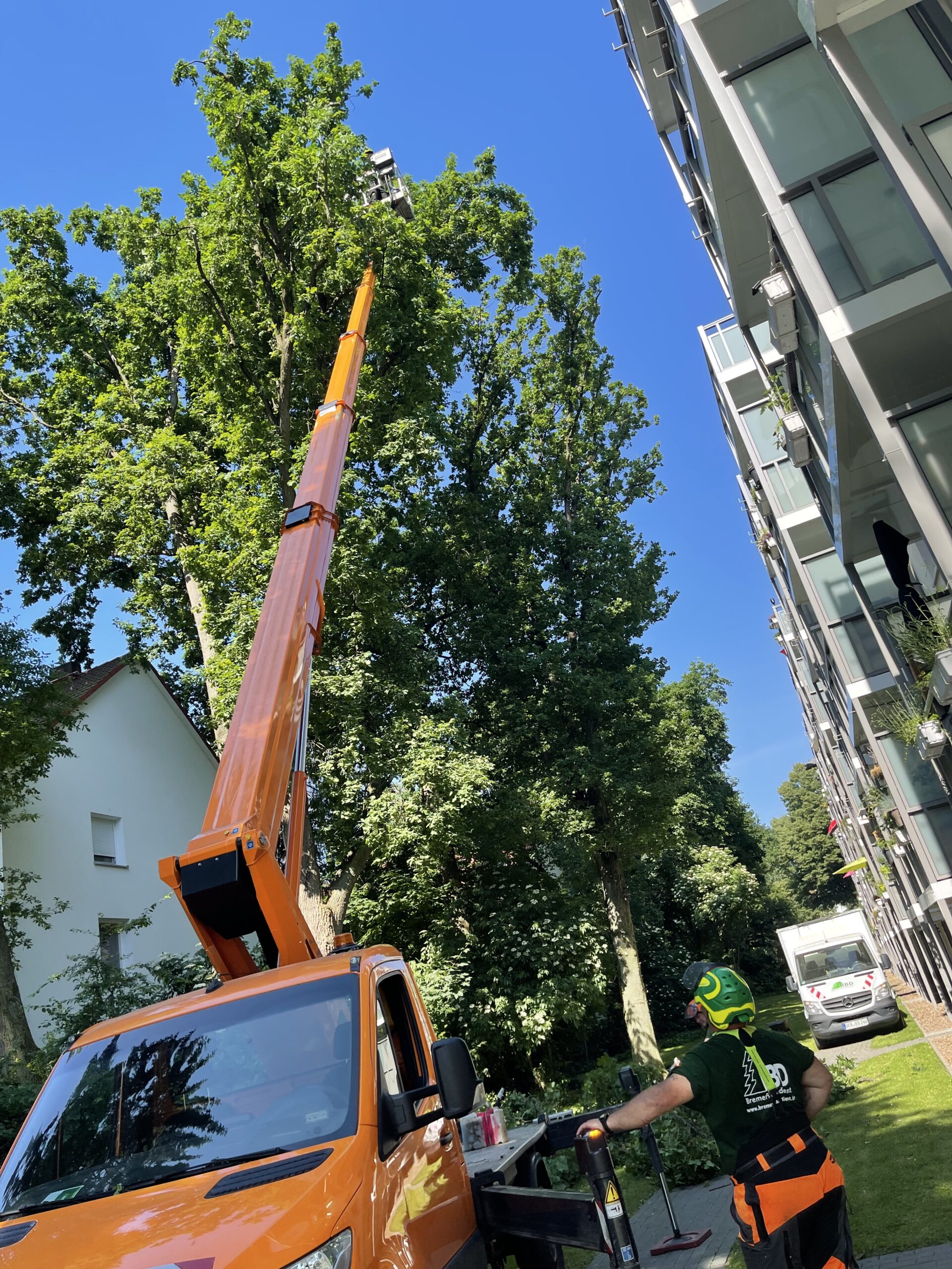 Bremer Baumdienst Baumpflege